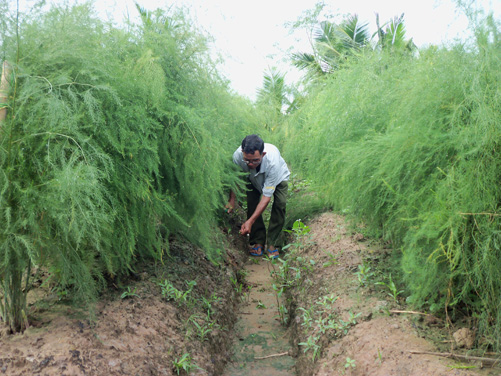 Khấm khá nhờ trồng măng tây xanh